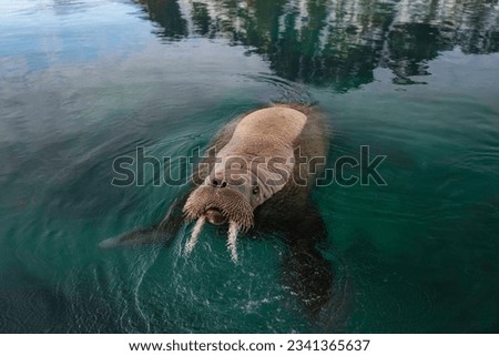 Walrus swimming in the sea in Svalbard