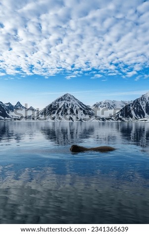 Walrus swimming in the sea in Svalbard