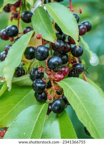 Black cherry fruits on a branch in the garden, bird cherr Royalty-Free Stock Photo #2341366755