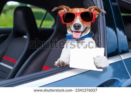 dog leaning out the car window showing a blank and empty drivers license