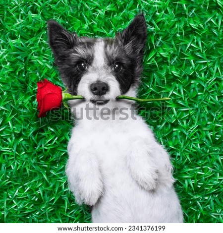 dog with rose in mouth, while lying on grass in a park looking pretty cute