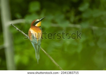 European bee-eater (Merops apiaster), Slovakia, wildlife photography