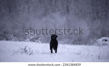 Portrait of a black dog running happy in the snow near the forest. Canis lupus familiaris a domestic animal into the wilderness during winter season