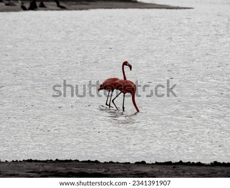 flamingo a pink wading bird which usually stands on one leg