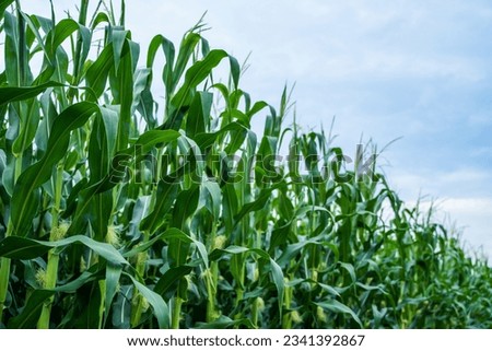 Stalks of tall green unripe corn with a unripe corn. Maize plantation. Corn planting field or cornfield. Agriculture. Royalty-Free Stock Photo #2341392867