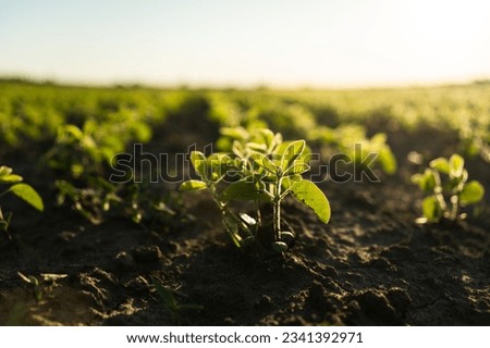 Young small sprouts of a soybean soy bean plants grow in rows on an agricultural field. Young soy crops during the period of active growth. Selective focus. Royalty-Free Stock Photo #2341392971