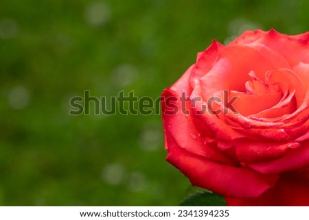 
Beautiful red rose flower in summer garden