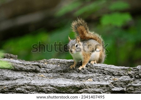 Squirrel standing on a dead tree in a national park.