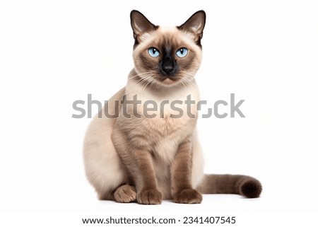 beautiful siamese cat posing in studio on white background Royalty-Free Stock Photo #2341407545