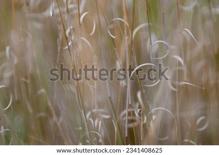 Grass texture abstract patterns, Exploring the Essence of Abstracted Grassland