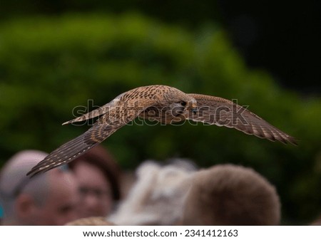 Beautiful kestrel flying over public