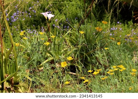 Lush meadow covered with plants and Poppy Flowers surrounded by a chaparral woodland in the Central California Coast Range