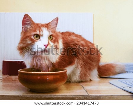 Cute adult ginger color cat sitting by a ceramic bowl with food. Feeding time. Funny home animal. Pet of the house. Selective focus.