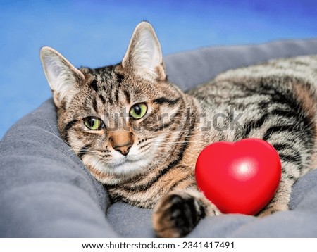 Cute relaxed tubby cat with red heart in soft comfortable pad. Blue water of swimming pool in the background. Living luxury and easy life concept. Love my life concept. Selective focus Royalty-Free Stock Photo #2341417491