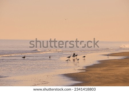 sea eagle on a Scenery beach during sunset.
