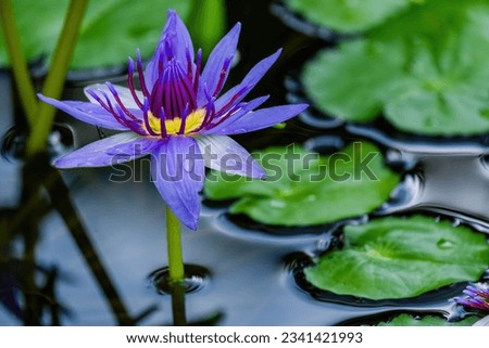 Beautiful blossom waterlily or lotus flower in pond. water flowers