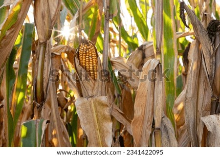 Ear of corn in cornfield during harvest with setting sun creating a sunburst. Harvest season, farming, agriculture, and ethanol concept.