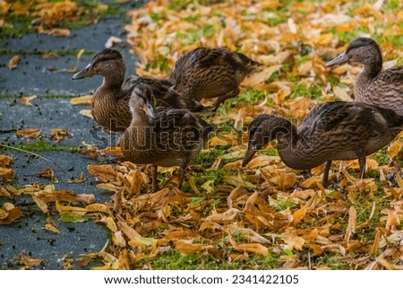 family of young wild ducks on the grass in park