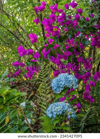 Morning picture of blue hortensia flowers with purple bougainvillea flowers in the background, in a garden in the eastern Andean mountains of central Colombia.