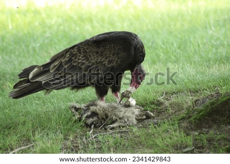 Turkey vulture eating it’s found roadkill