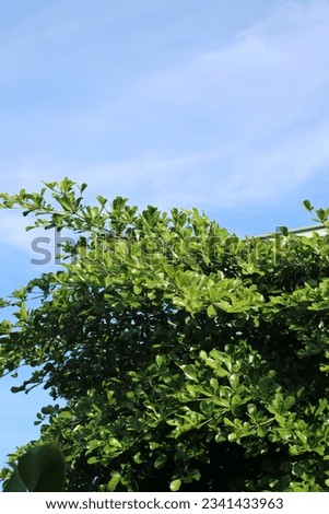 tree, leaves, sky, sunny, morning, sky background