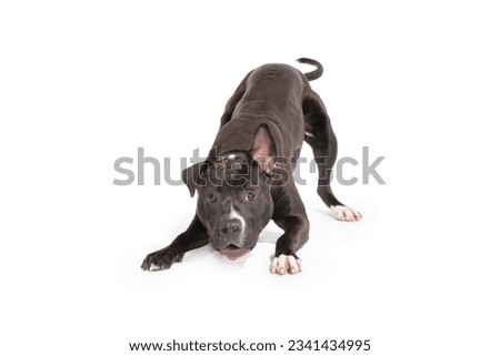 Brown dog on a white background in play bow pose Royalty-Free Stock Photo #2341434995