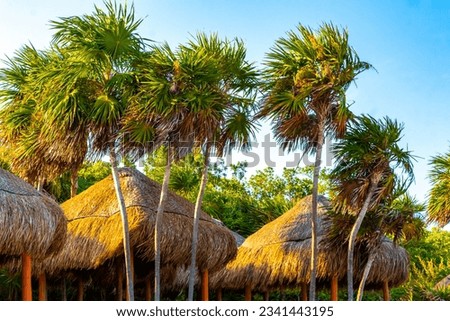 Palapa thatched roofs palm trees parasols umbrellas and sun loungers at the beach resort hotel on tropical mexican beach in Playa del Carmen Mexico. Royalty-Free Stock Photo #2341443195