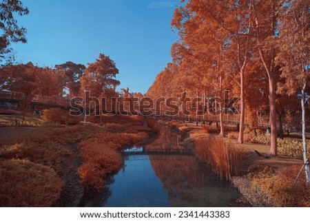 Eco park. Green open space. Family gathering. City forest. City Park. Infrared photo