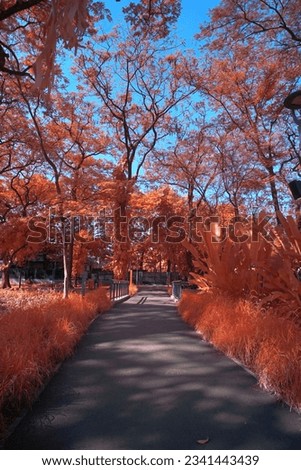Eco park. Green open space. Family gathering. City forest. City Park. Infrared photo