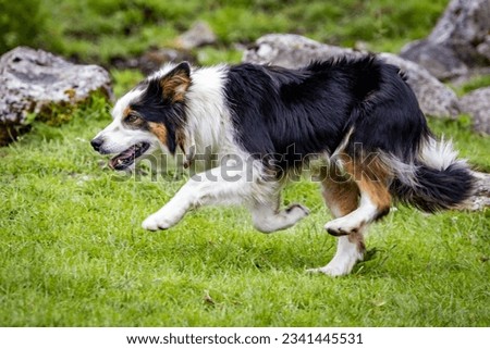 Close up portrait of Border Collie sheep dog working outdoors on the field