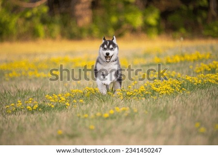 Siberian Husky puppy in motion. Black and white husky pup running toward camera in a meadow of grass and yellow wild flowers.  Royalty-Free Stock Photo #2341450247