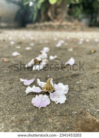 flowers that fall on the ground Nature has left the shadows of the fall. Not to be attached to anything in the world