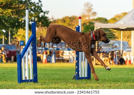 Dog agility competition at the Royal Darwin Show 2023. Northern Territory, Australia. Royalty-Free Stock Photo #2341461755