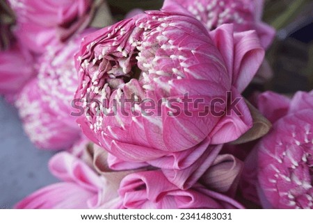 beautiful lotus pink flower picture