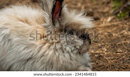 The Angora rabbit is one of the oldest types of rabbits. This rabbit has thick, brown fur. Royalty-Free Stock Photo #2341484815