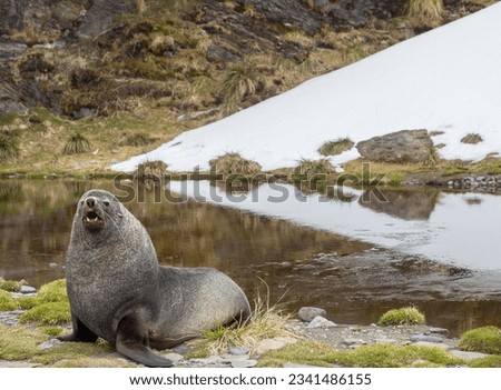 Arrow points to fur seal; Fur seal in tussock grass; Fortuna Bay, South Georgia