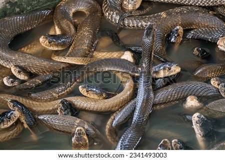 a lot of snakes in the water on the background.. snake farm