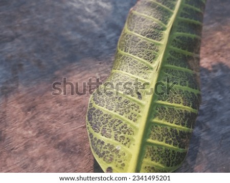 Close Up of Mango Leaf on Wooden Background Showing It in Detail - Selective Focus