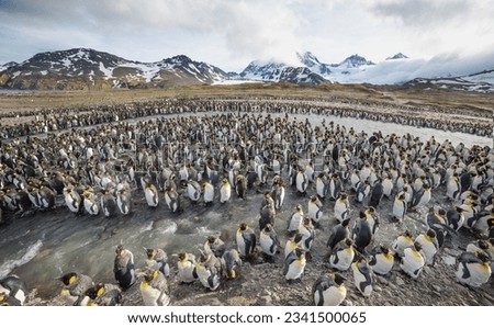 A density of king penguins; A wide perspective on penguins; Saint Andrews Bay, South Georgia