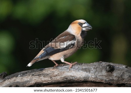 Hawfinch - Coccothraustes coccothraustes perched with dark background. Photo from Kisújszállás in Hungary.