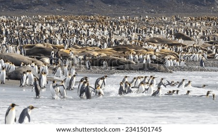 A density of, penguins and seals; Saint Andrews Bay, South Georgia