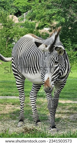 As the zebra moves, its mane, a blend of ebony and ivory, flows in the breeze like a gentle wave. The white stripes on its legs give the impression of elegant stockings, enhancing its regal appearance