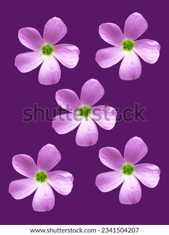 flower background for text or advertisement