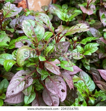 leaves with weeds and plant diseases