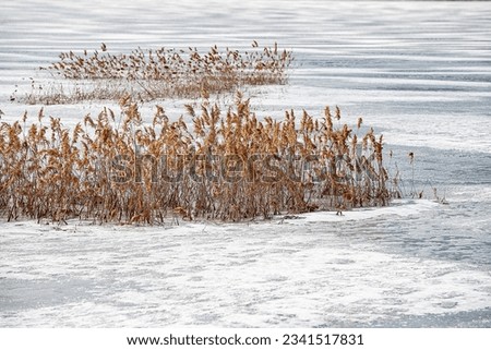 Reeds swaying on a snowy river