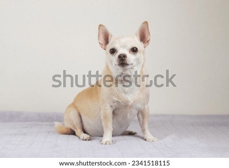 Portrait of brown short hair Chihuahua dog sitting on gray blanket and white background.