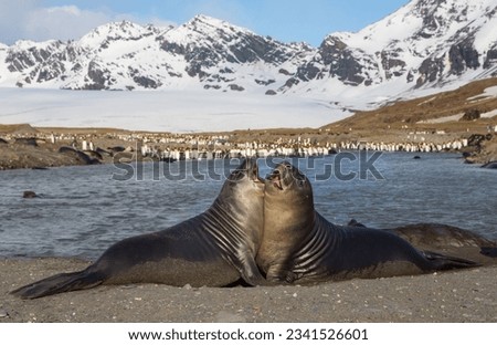 Elephant seals, below mountain in snow; seals and pup bathed, in warm sunrise light; seals and penguins on snowy beach; seals and cub; Elephant seal tossing sand; seal symmetry, seal in a pool on snow