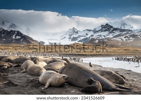 Elephant seals, below mountain in snow; seals and pup bathed, in warm sunrise light; seals and penguins on snowy beach; seals and cub; Elephant seal tossing sand; seal symmetry, seal in a pool on snow Royalty-Free Stock Photo #2341526609