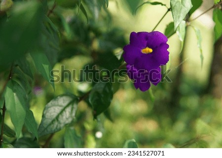       
purple flowers with beautiful green leaves are suitable for decoration and display views in the room                         