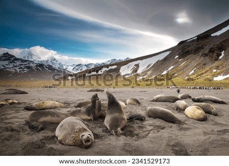 Elephant seals, on the beach at dawn; Female elephant seals growling; Saint Andrews Bay, South Georgia